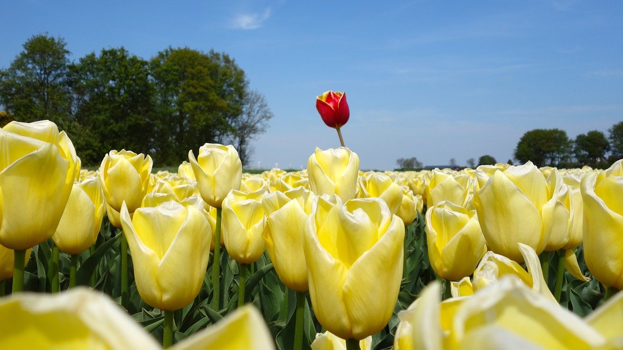 tulips, bulbs, flower bulbs